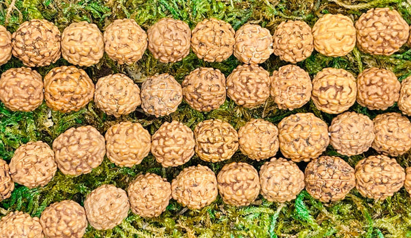 Perles naturelles en graine de Rudraksha en 9-10 mm - Les bijoux de Théa