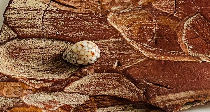 Poisson fossilisé cabochon ( pierre peau de serpent) - Les bijoux de Théa