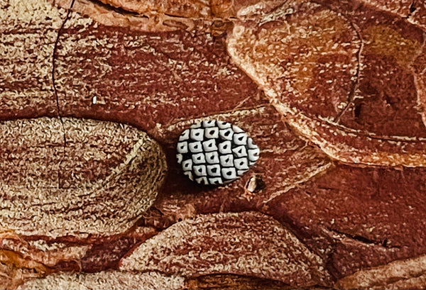 Poisson fossilisé cabochon ( pierre peau de serpent)