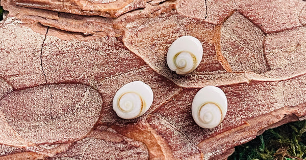 Perles naturelles en Oeil de Sainte Lucie en 8 x 10 mm (lot de 5 perles)